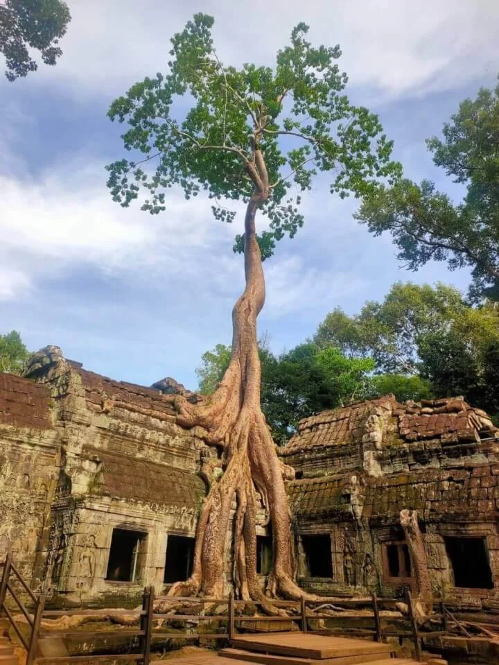 ta-prohm-angkor-raices-arboles-templo-jungla.jpg Ta Prohm en Angkor - Templo devorado por las raíces de árboles gigantes en la jungla de Camboya